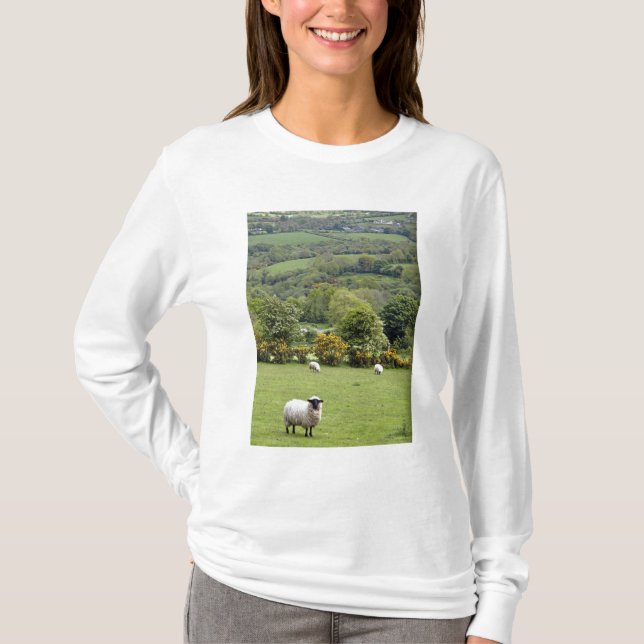 T-shirts Irlanda Ocidental, Península de Dingle, ampla (Frente)