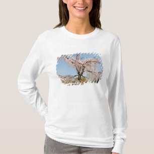 T-shirts Japão, Quioto. Cerejeira chorona sob céu azul