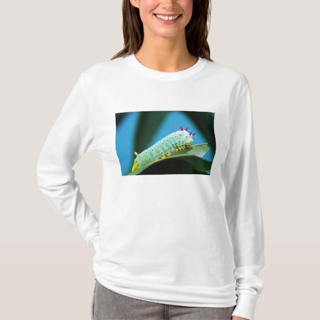 T-shirts Lagarta da Mariposa Prometeu, Callosamia (Frente)
