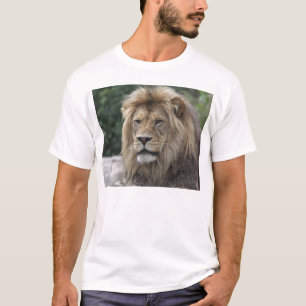 T-shirts Leão