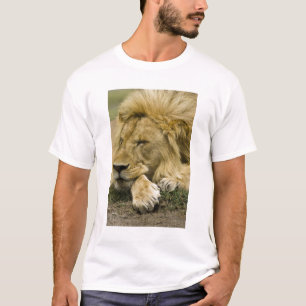 T-shirts Leão-africano, Panthera leo, deitado dormindo