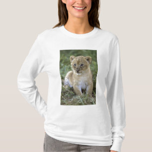 T-shirts leão-africano, Panthera leo), Tanzânia,