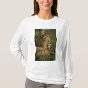 T-shirts Leão, Panthera leo, Lower Mara, Masai Mara GR,