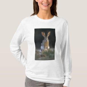 T-shirts Lebre-de-cauda-preta, Lepus californicus, 2