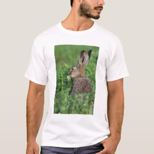 T-shirts Lebre-marrom, Lepus europaeus, jovem comendo,