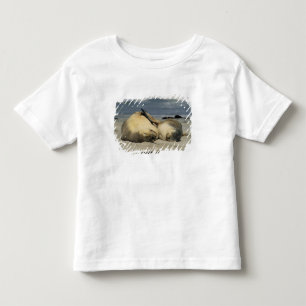 T-shirts Leões-Marinhos Australianos, Neophoca cinerea),