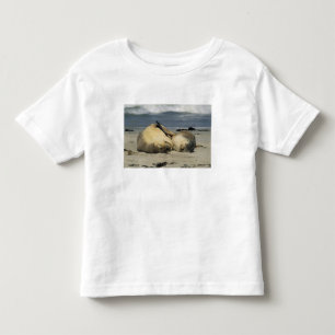T-shirts Leões-marinhos australianos, Neophoca cinerea),