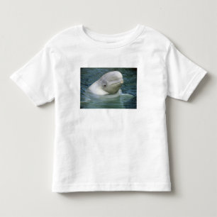 T-shirts Leucas da baleia, do Delphinapterus da beluga),