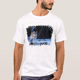 T-shirts lobo cinzento, Canis lupus, nos contrafortes