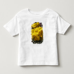 T-shirts Malmequeres amarelos banham-se na luz solar