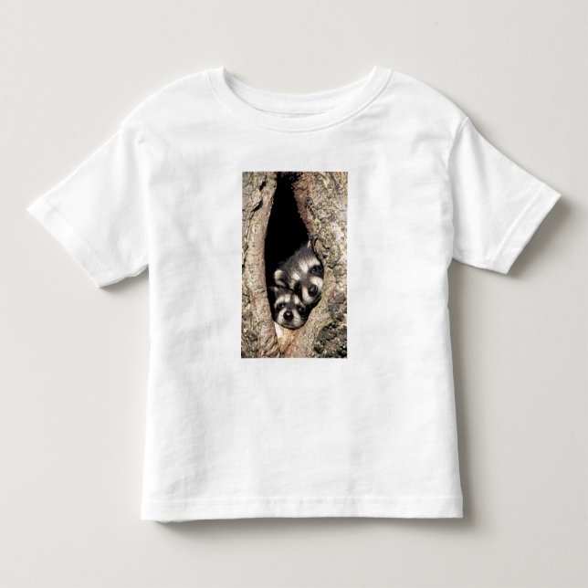 T-shirts Mapeh guaxinins em cavidade de árvore Procyon (Frente)