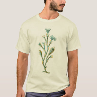 T-shirts Medusa - geniculata de Obelia
