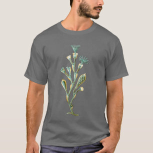 T-shirts Medusa - geniculata de Obelia