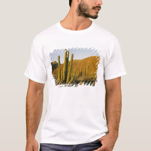 T-shirts México, Baja, Ilha de Santa Catalina, Mar de