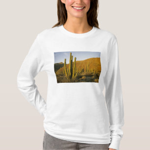T-shirts México, Baja, Ilha de Santa Catalina, Mar de