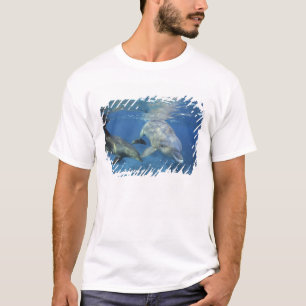 T-shirts México, Cozumel. Golfinho-nariz-de-garrafa, Tursio
