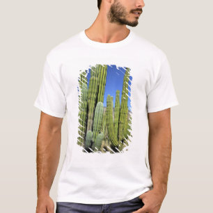 T-shirts México, Sonora, San Carlos. Saguaro & Organ Pipe