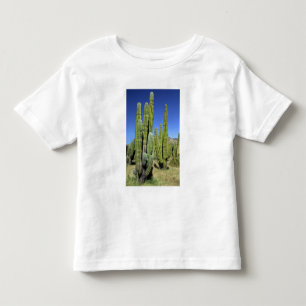 T-shirts México, Sonora, San Carlos. Saguaro & Organ Pipe
