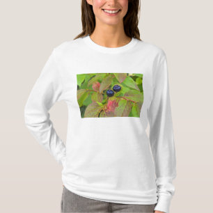 T-shirts Mirtilos maduros no Flathead National