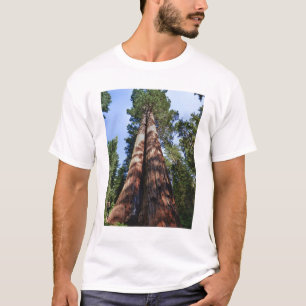 T-shirts Mulher filmando na base de uma sequóia gigante