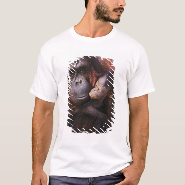 T-shirts Mulher Sumatran Orangutan com bebê Pongo (Frente)