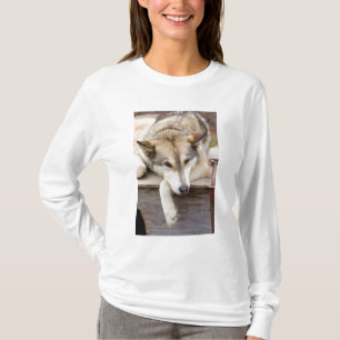 T-shirts N.A., EUA, Alasca. Cães husky de trenó
