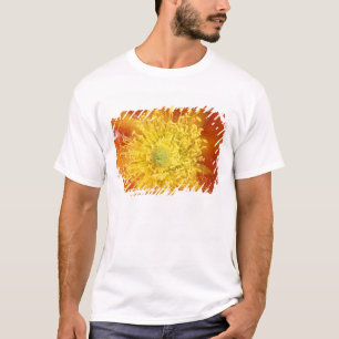 T-shirts N.A., EUA, Arizona, Tucson, Deserto de Sonora 3