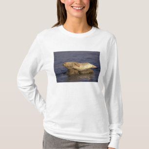 T-shirts N.A., EUA, Califórnia, Monterey. Foca-comum