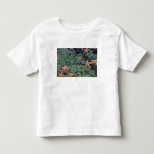 T-shirts N.A., EUA, Washington, Parque Nacional da Olimpiad