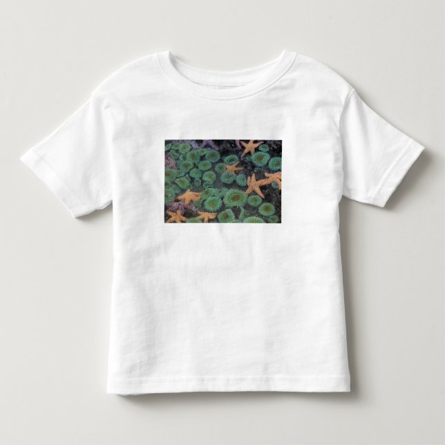 T-shirts N.A., EUA, Washington, Parque Nacional Olímpico (Frente)