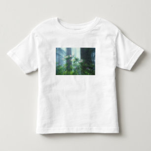 T-shirts NA, EUA, Califórnia, Del Norte Redwoods State