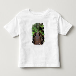 T-shirts NA, EUA, Califórnia, Jedidiah Smith Redwoods