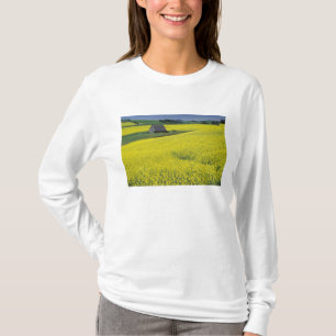 T-shirts NA, EUA, Idaho, perto de Potlatch, Celeiro de made