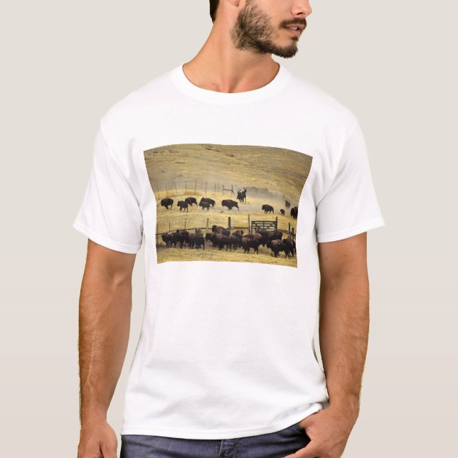 T-shirts National Bison Range Roundup em Montana (Frente)