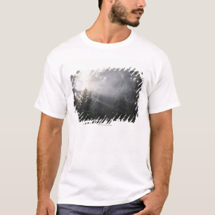 T-shirts Névoa & feixes de Sun em uma floresta de