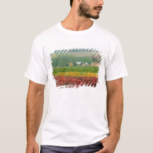 T-shirts Nevoeiro rasteja sobre a Gehring Brothers Winery a