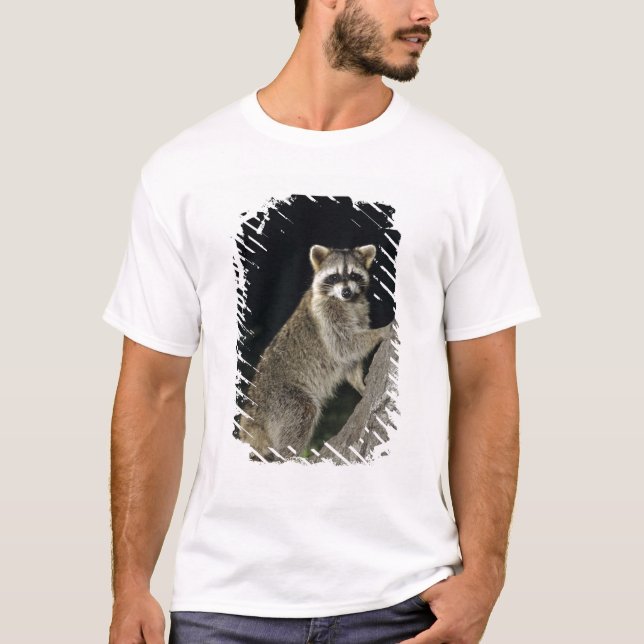 T-shirts Norte Raccoon, Perfurador de Procyon, adulto na ár (Frente)