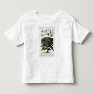T-shirts O cedro, gravado por Johann Jakob Haid (1704-67)