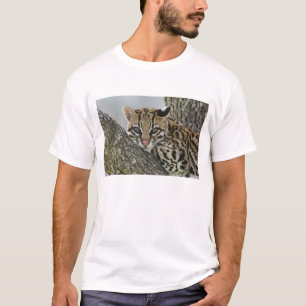 T-shirts Ocelot, Felis pardalis, cativo, fêmea descansando