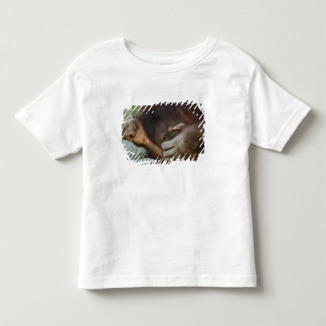 T-shirts Orangotango de Sumatra, Pongo pygmaeus (Frente)
