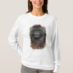 T-shirts Orangotango Pongo Pygmaeus