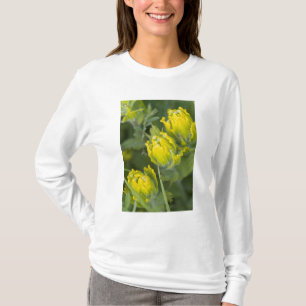T-shirts Ouro indiano Paintbrush Castilleja