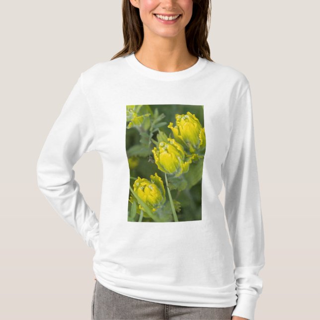 T-shirts Ouro indiano Paintbrush Castilleja (Frente)
