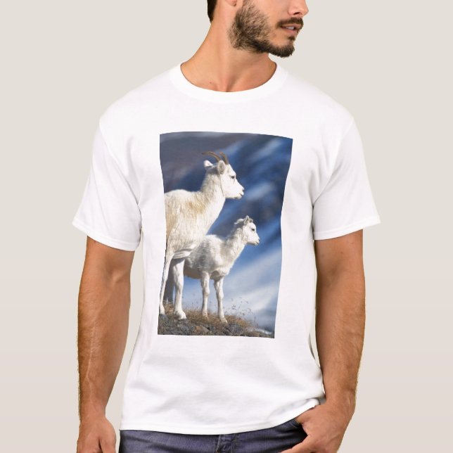 T-shirts ovelhas dall, Ovis dalli, ovelha e cordeiro (Frente)