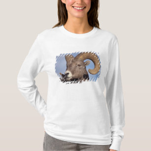 T-shirts ovelhas de chifre, ovelhas de montanha, Ovis canad