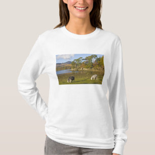 T-shirts ovelhas Herdwick em Friars Crag, Derwentwater, 2