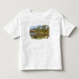 T-shirts ovelhas Herdwick em Friars Crag, Derwentwater, 2
