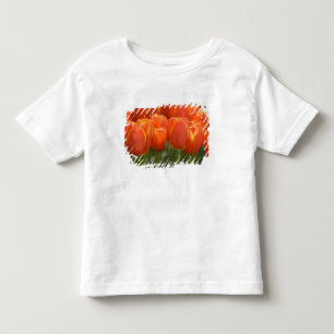 T-shirts Países Baixos (também conhecido como Holanda), Lis
