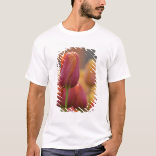 T-shirts Países Baixos (também conhecido como Holanda), Lis