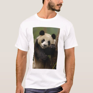 T-shirts Panda-gigante Ailuropoda melanoleuca) Família